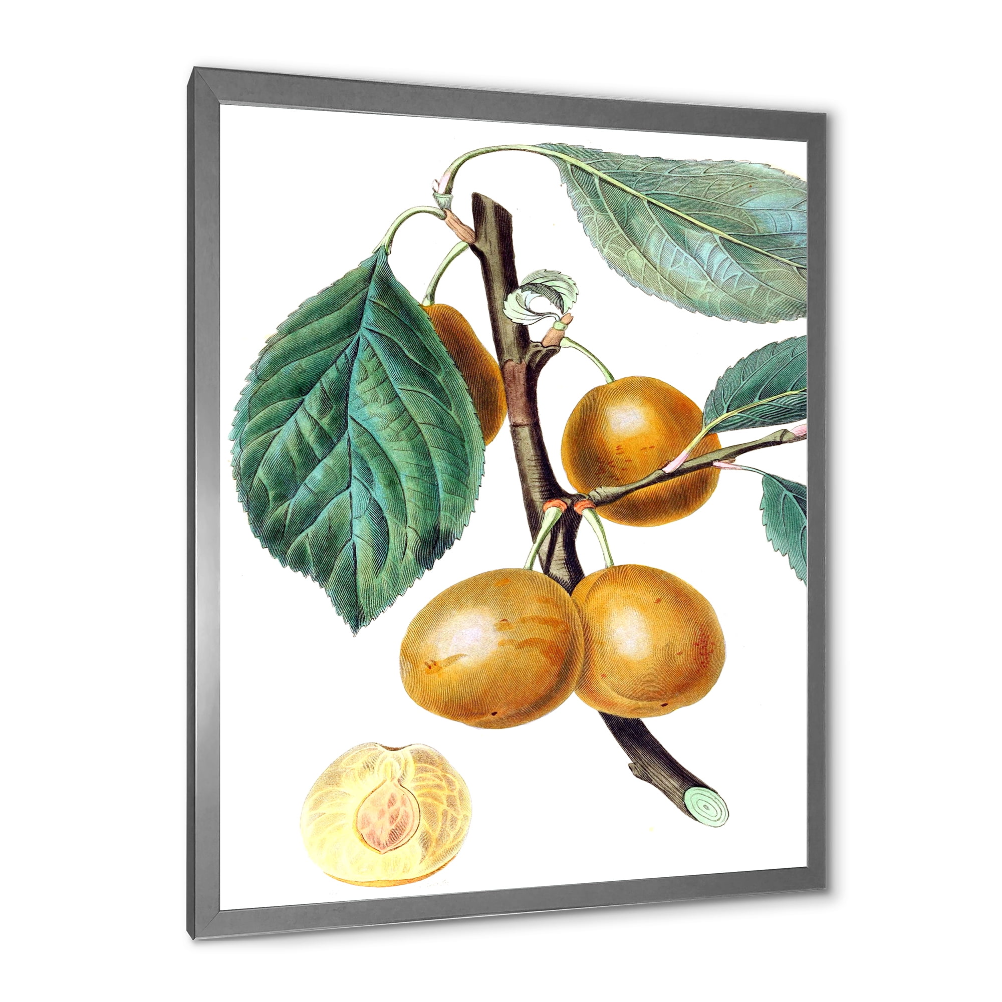 Designart 'Ancient Fruits II' Farmhouse Framed Art Print