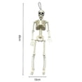 thumbnail image 4 of Modelo flexible de esqueleto humano de 40 cm de altura - Anatomía médica anatómica a tamaño real, 4 of 4