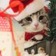 thumbnail image 4 of Disfraz navideño para mascota, gorro navideño para perro y capa de Papá Noel, conjunto para cachorro, disfraz navideño, 4 of 5