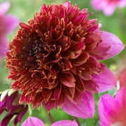 Van Zyverden Dahlias the Phantom Set of 5 Bulbs Pink Partial Sun Perennial Easy to Grow 3 lbs