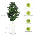 thumbnail image 2 of QinaQin Árbol artificial de hoja de violín de 5 o 6 pies en maceta blanca, planta decorativa realista para sala, oficina o hogar, 2 of 7