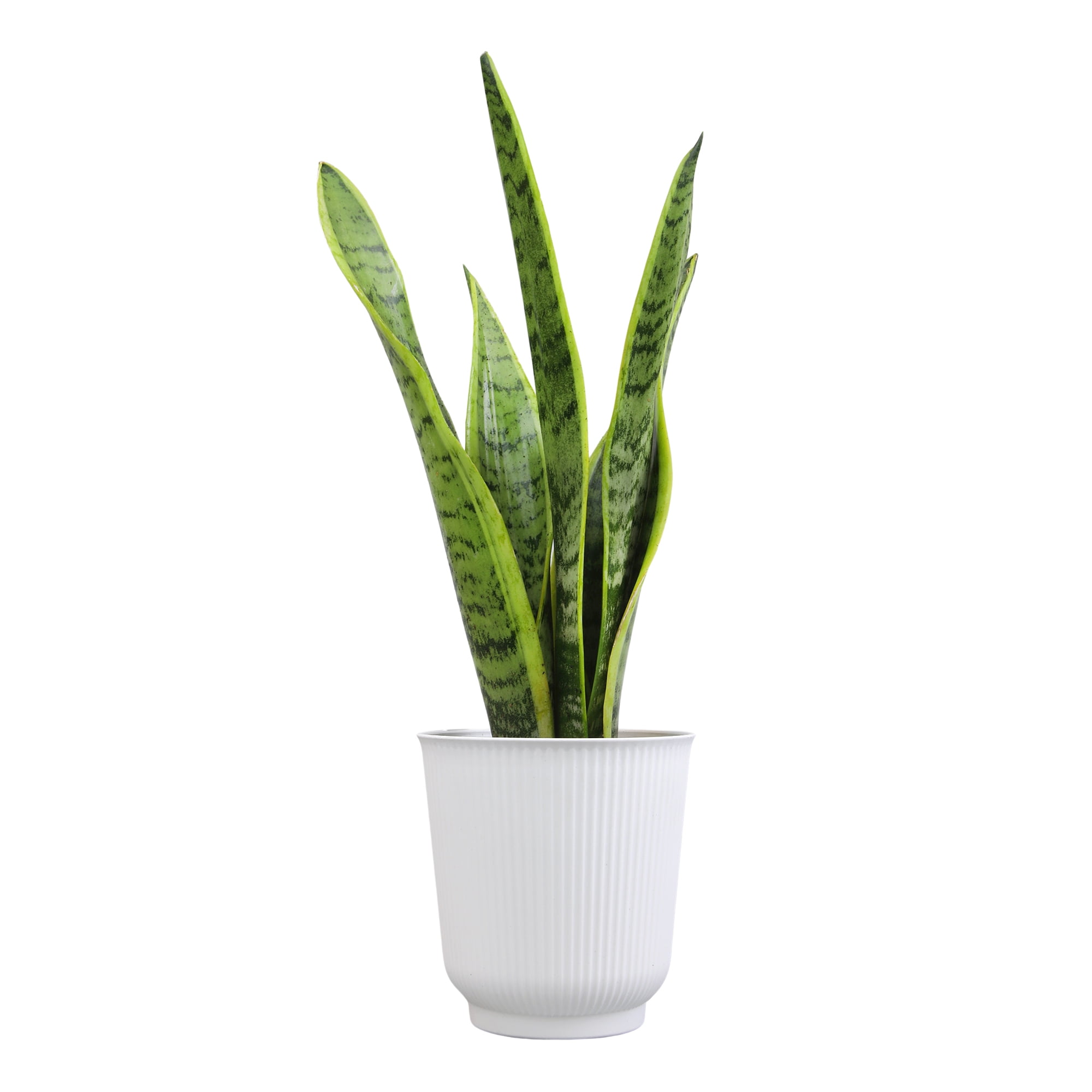 Laurentii Snake Plant, Clean Air Houseplant | 4.25 in Decor Pot; Full Sun | Element by Altman Plants