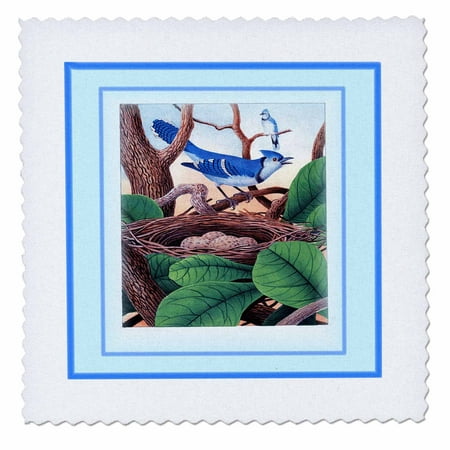 3dRose Framed Photo Of Vintage Blue Jay In Nest With Eggs - Quilt Square, 10 by 10-inch