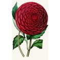 thumbnail image 2 of Anonymous 16x24 Black Ornate Framed Double Matted Museum Art Print Titled: Dahlia II (1852-1861), 2 of 5