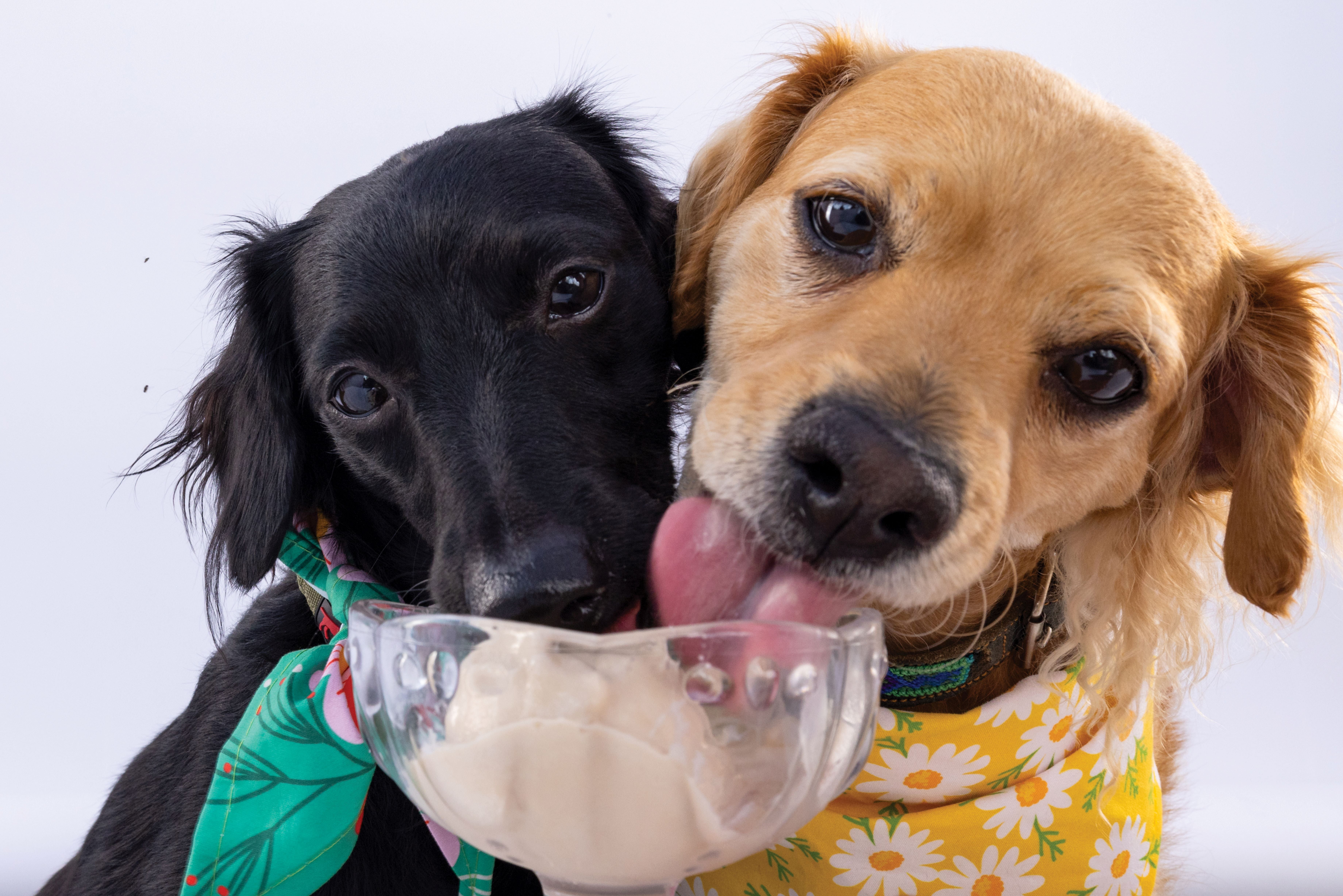 Dogsters® Cheesy Bac'n Ice Cream Style Dog Treats, 4 ct / 3.5 fl oz - Ralphs