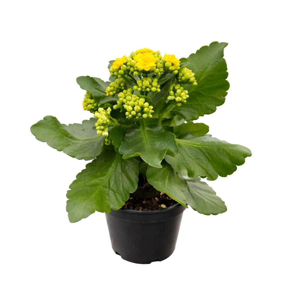 Kalanchoe Yellow Live Plant for Indoor | Different Houseplants in 4'' & 6'' Pot | Real House Plant for Living Room, Office, Desk & Bathroom | Flaming Katy | Kalanchoe blossfeldiana