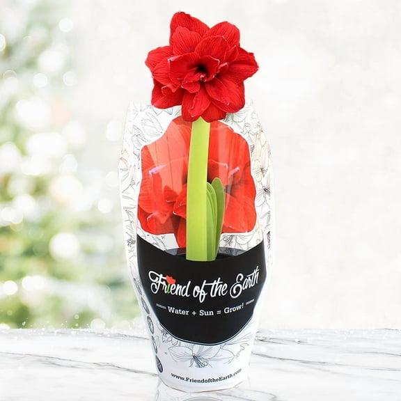 Bingo Potted Amaryllis – Gift Ready, Includes Bulb, Soil & Container