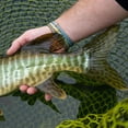 thumbnail image 3 of Pike Musky Sink 8, 3 of 4