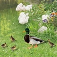 thumbnail image 5 of TERGAYEE Duck Yard Art Acrylic Outdoor Decorations,Outdoor Garden Statues Wild Duck Ornaments,Patio Yard Poultry Art for Backyard,Garden Decoration Housewarming Garden Gift, 5 of 6