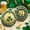 Gold836, variant on MORESEC Home Four Leaf Clover Commemorative Coin Novel Souvenir Good Luck Wealth Success, Iron 1.57 Inch Double Sided Blessing Gift for Friend Family