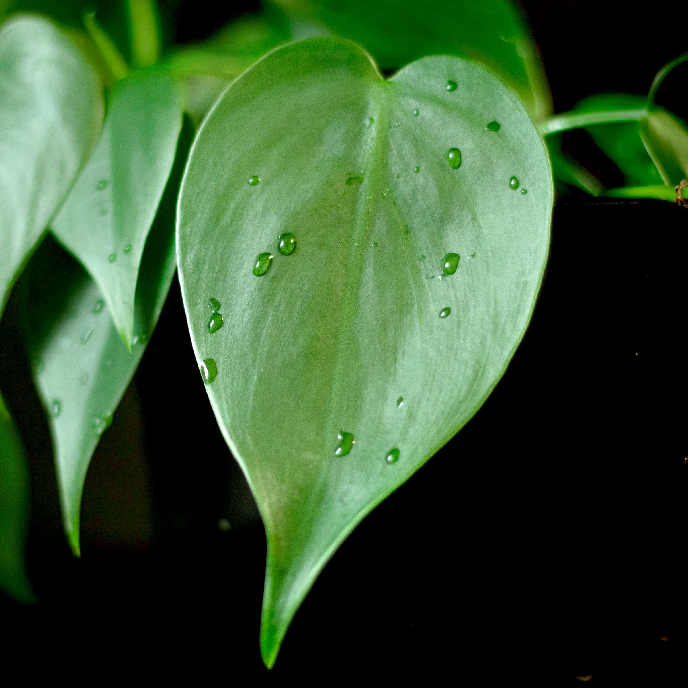 6 in. Philodendron Cordatum Plant in Grower Container