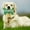 5Pack-VR2215, variant on 5 Pack Pet Supplies Christmas Dog Toy Sound Emitting Puppy Toy Santa Decoration for Gifts