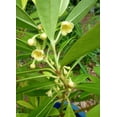 thumbnail image 6 of Yellow Anise Plant  10 Live Plants  Illicium Parviflorum  Fragrant Foliage  Evergreen Shrub  Star Anise Aromatic Ornamental, 6 of 9