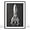 Squid, variant on Moonow7 Botanical Wall Art Prints with White Anemone, Large Vintage Flower Poster for Living Room and Bedroom Decor, Minimalist Picture for Entryway or Office, Unframed, Size 16x20 / 40x50 cm