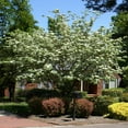 thumbnail image 3 of Brighter Blooms - White Kousa Dogwood, 6-7 ft. - No Shipping To AK, AZ, FL, HI, 3 of 6