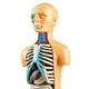 thumbnail image 2 of Demostración del modelo del Torso del cuerpo ciencia en 3D con los órganos removibles exhibición de la anatomía Juguetes, 2 of 9