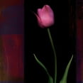 thumbnail image 2 of Filler, Rick 20x20 Gold Ornate Wood Framed with Double Matting Museum Art Print Titled - Red Tulip II, 2 of 4