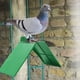 thumbnail image 5 of Soporte De Descanso De Plástico, 10 Perchas Para Pájaros Con Superficie Antideslizante, Material Duradero Para Pájaros, Loros Y Otras Aves, 5 of 8