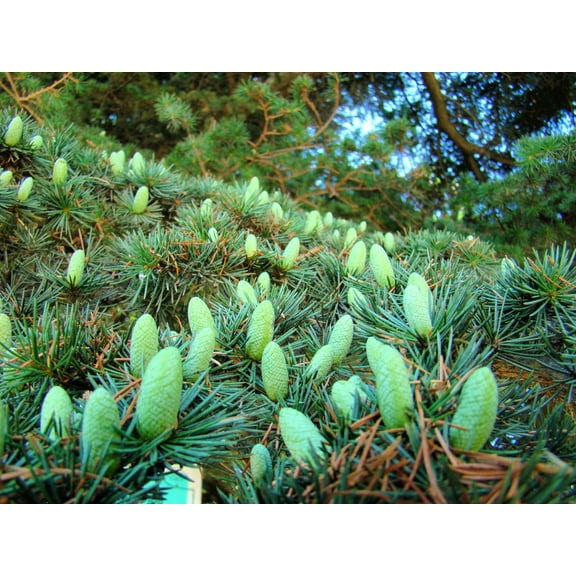 Balsam Fir Tree Seeds - 30 Balsam Fir Seeds to Plant (Abies balsamea) - Stunning Evergreen with Colorful Cones