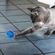 thumbnail image 5 of 20 PCS juguete interactivo del gato del brillo del juguete para los gatos Holiday Party decoraciones de Navidad 1.38, 5 of 8