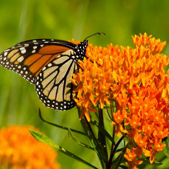 Outsidepride 1000 Butterfly Weed Plant Seeds, Attracts Butterflies
