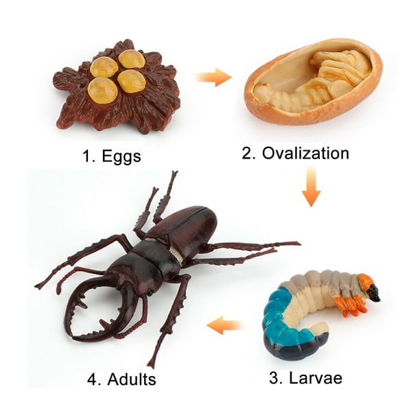 Fiudx Ofertas flash Artículos en oferta Figura de insecto de 4 piezas, ciclo de vida, cría de plástico hasta período
