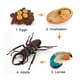 thumbnail image 1 of Fiudx Ofertas flash Artículos en oferta Figura de insecto de 4 piezas, ciclo de vida, cría de plástico hasta período, 1 of 4