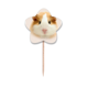 thumbnail image 1 of Hámster mascota pelo castaño Selección de pastelitos Star lable Flag en palillos de dientes, 1 of 3