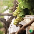thumbnail image 3 of 1 Gallon Grape, Niagara, 3 of 9