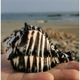 thumbnail image 2 of Black Conch Shell Sea Shell Aquarium Decor Natural Home Display Coastal Ornament 11 to 12cm Marine Theme Craft Accessory, 2 of 9