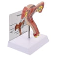thumbnail image 1 of Modelo anatómico de útero para mujer, sistema reproductivo para entrenamiento médico, 1 ud., 1 of 1