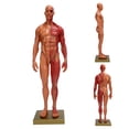 thumbnail image 4 of Resin, 30cm Whole Body  Line  Natural Resin  For Reference Teaching Or Study To Meet Different Demands., 4 of 8