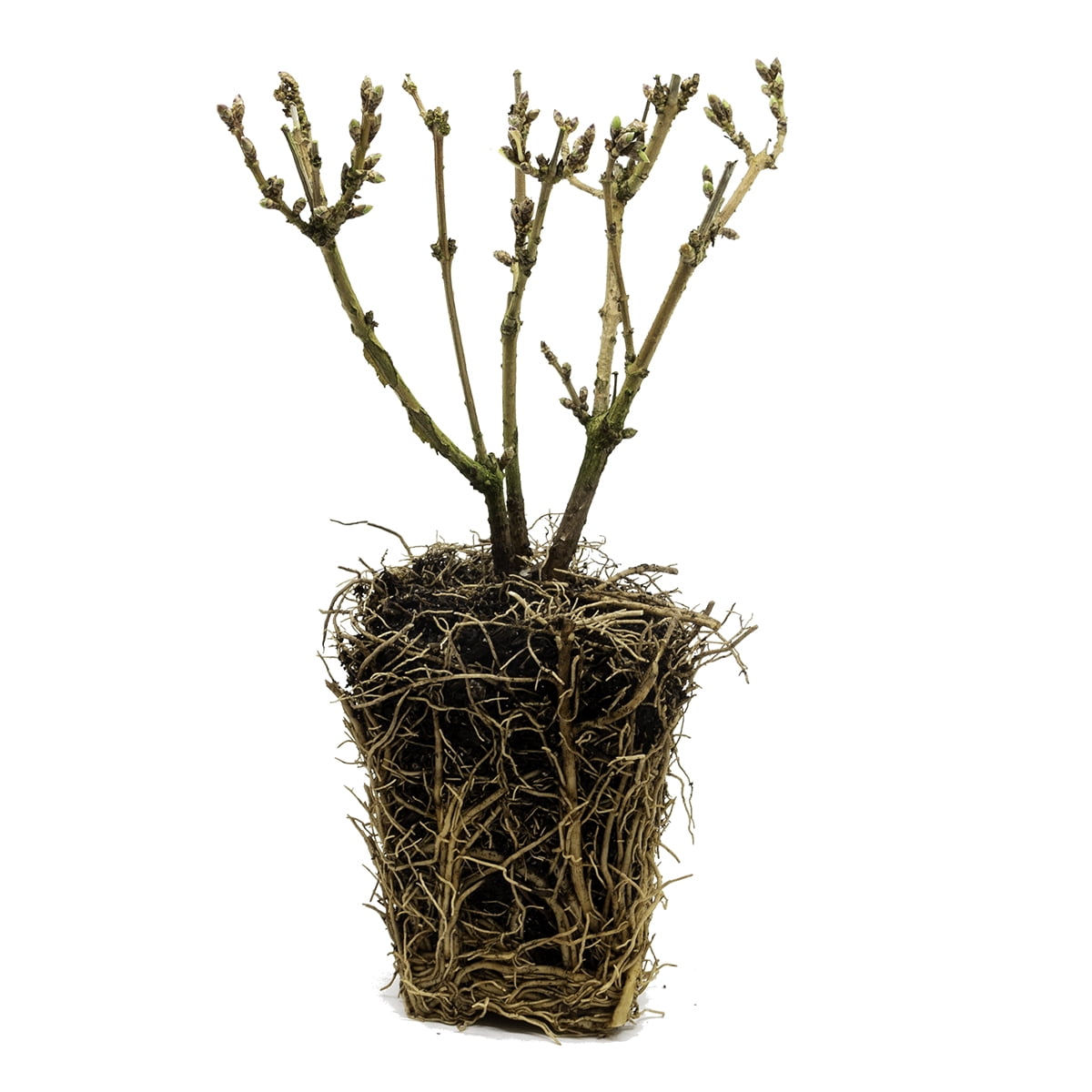 Van Zyverden Forsythia Magical® Gold 4" Potted Rocketliners® Set of 3 Plants Yellow Full Sun Deer Resistant 3 lb