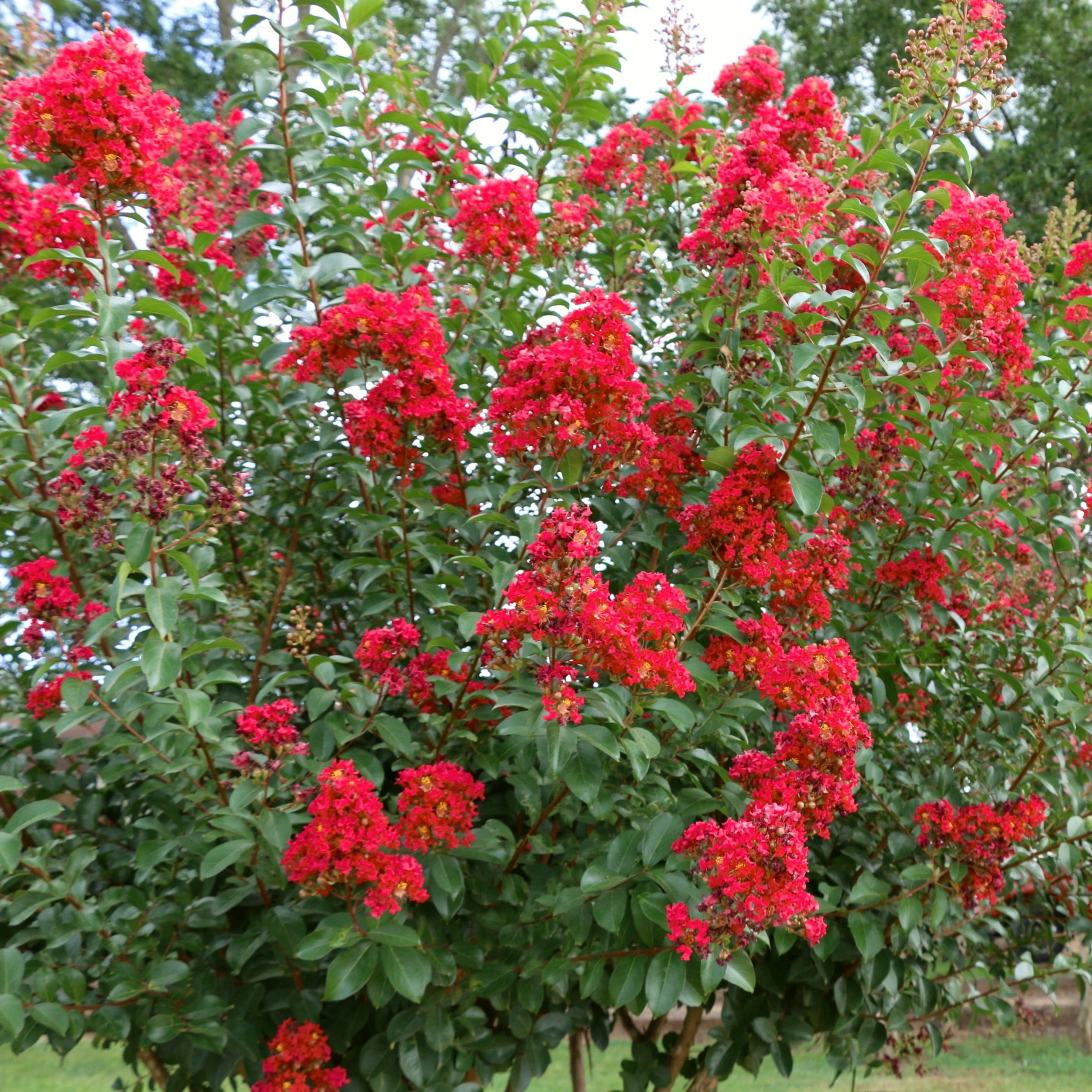 3 gal. Crape Myrtle Miss Frances Shrub with Pink Flowers