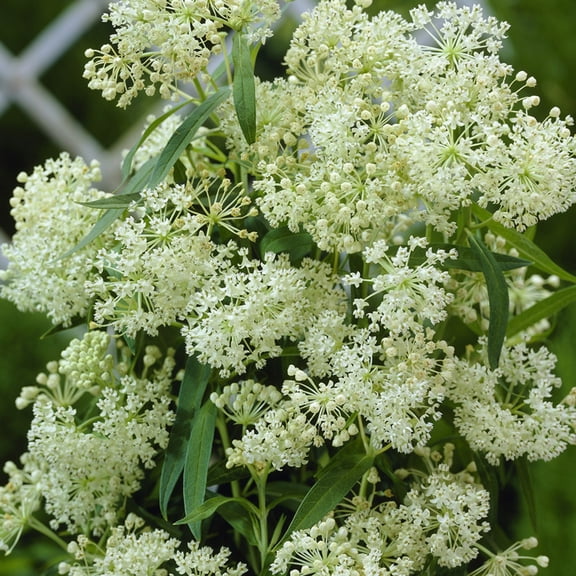 Van Zyverden Asclepias Ice Ballet Support The Monarchs Set of 3 Plant Roots White Full Sun Easy to Grow 1 lb