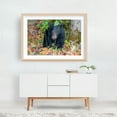 thumbnail image 6 of Black Bear Eating Acorns - Virginia Photography Wildlife Autumn Animal Nature Woods Forest Woodland Unframed Wall Art Print 20 x 28 inches, 6 of 7