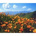 thumbnail image 2 of Talbot Frank, Christopher 30x26 Black Ornate Wood Framed with Double Matting Museum Art Print Titled - California, Lake Elsinore California poppies, 2 of 4