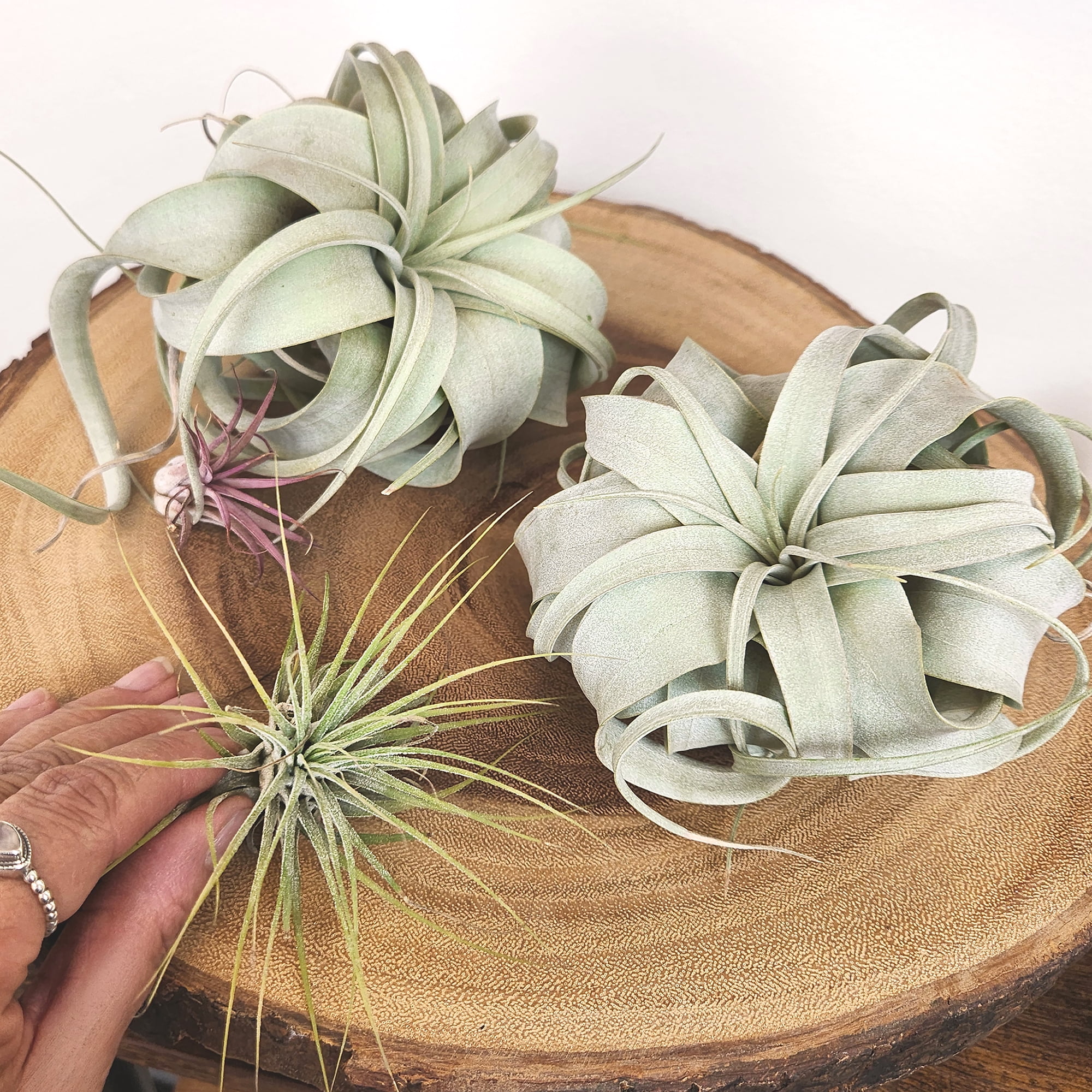 Altman Plants Large Tillandsia Xerographica Live Air Plant (3 Pack)