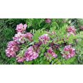 thumbnail image 4 of 15 Graines d'Arbuste d'Arbre Fertile Robinia Hispida Fleur de Criquet ROSE / ACACIA ROSE, 4 of 10