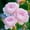 Light Purple, variant on Premium Perennial - Rose Roots for Planting - Low Maintenance - Ideal for Garden Borders, Plant Hangers