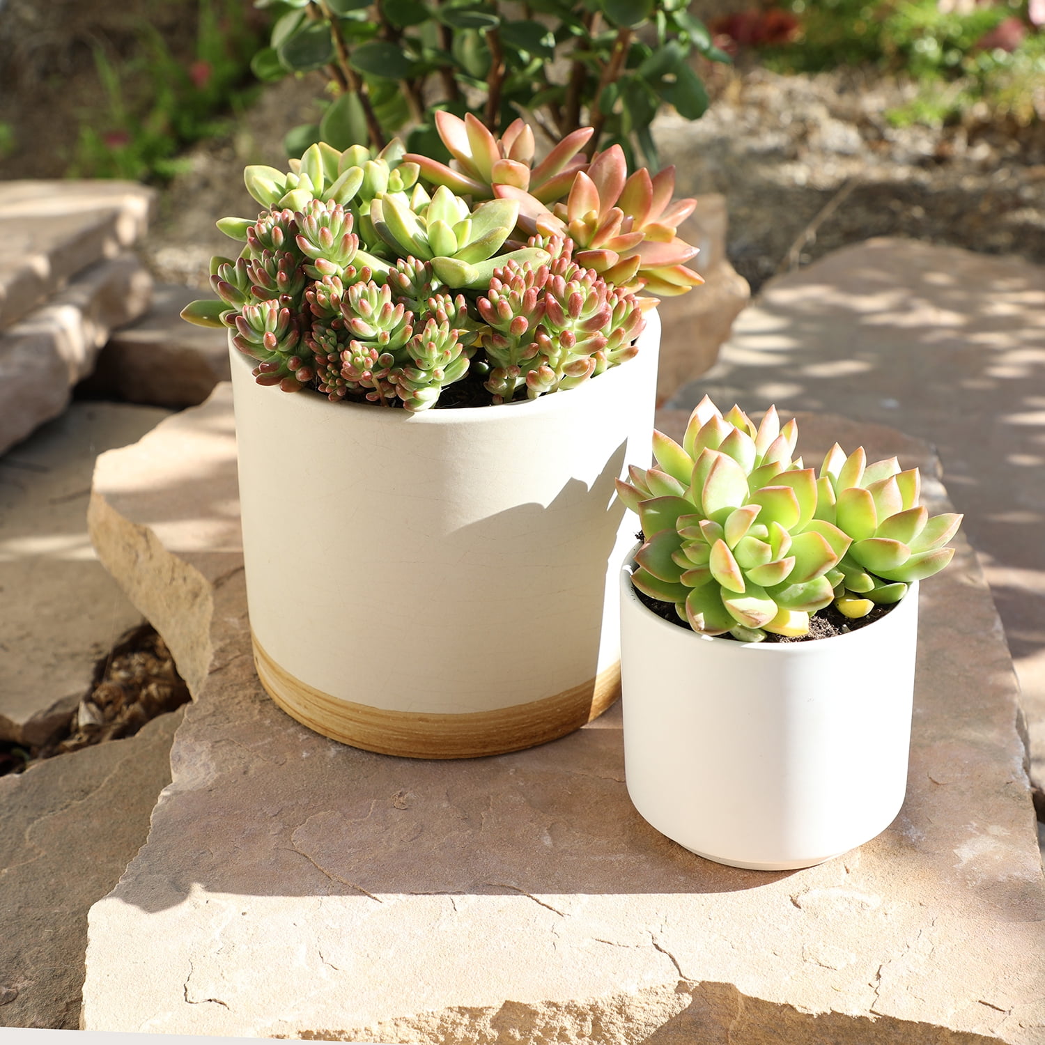 Element by Altman Plants 4 pack of 1 Quart Asst Sedum Succulents