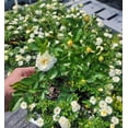 thumbnail image 5 of Popcorn Drift® Yellow Groundcover Rose - Live Plant ( 1 QT ), 5 of 7