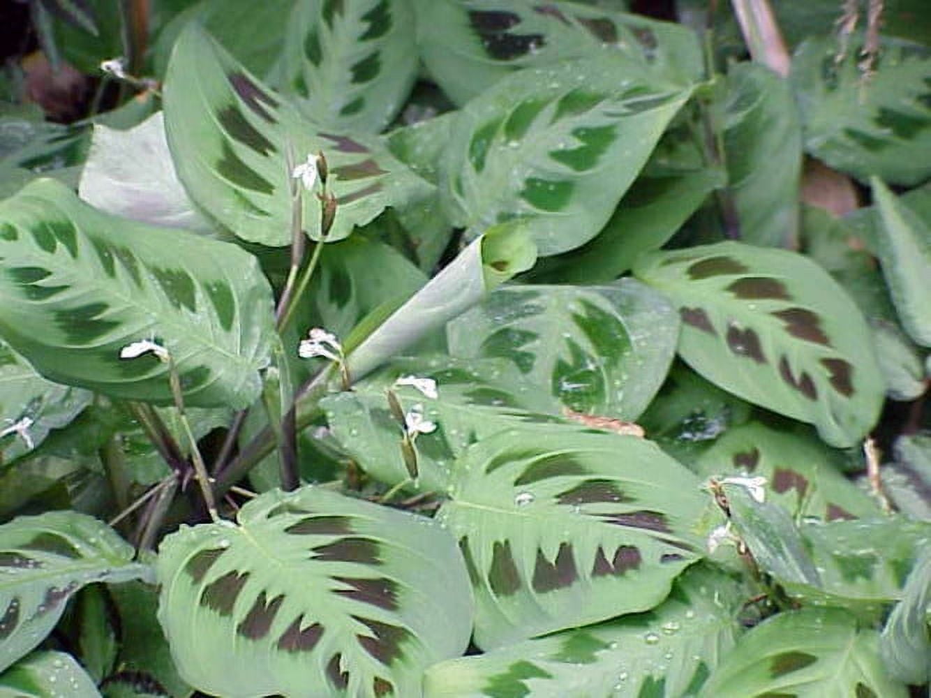 Hirt's Green Prayer Plant - Maranta - Easy to grow - 4 Hirt's Green Prayer Plant - Maranta - Easy to grow - 4