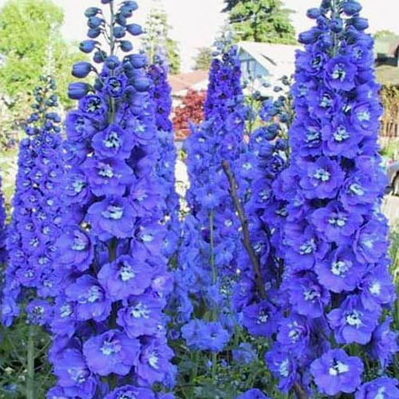 Outsidepride Delphinium King Arthur - 2000 Seeds