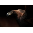 thumbnail image 2 of Itoyama, Eiji 14x11 White Modern Wood Framed Museum Art Print Titled - Golden Eagle Portrait, 2 of 4