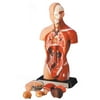 Walter Products Sexless Human Torso, 6 Parts
