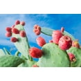thumbnail image 6 of 10 Seeds Orange PRICKLY PEAR CACTUS Indian Fig Opuntia Ficus-Indica Fruit Flower Seeds, 6 of 11