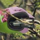 thumbnail image 3 of Guantes de jardinería de cuero resistente para hombres y mujeres, 3 of 5