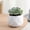 C, variant on Mini Multicolor Artificial Succulents in Plastic Pot, Zero Maintenance Faux Potted Plants Ornament, Long Lasting Fake Greenery Decor for Desk Windowsill Office Bedroom Kitchen, Housewarming Gifts