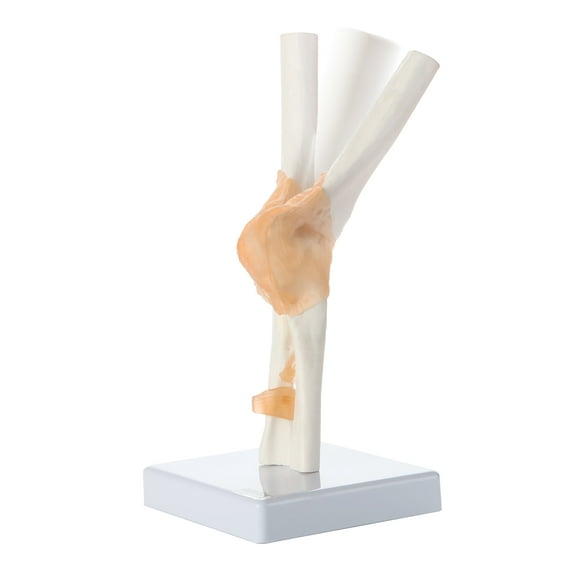 Axis Scientific Flexible Elbow Model, Life-Size Flexible Elbow Joint with Realistic and Soft Ligament Anatomy, Includes Base, Detailed Product Manual and 3 Year Warranty